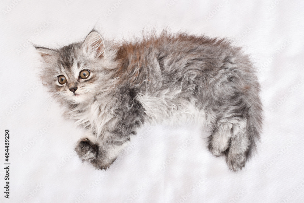 A cute little gray kitten sleeps on a white background.