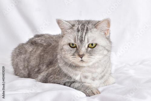 A gray striped cat lies on a white background.