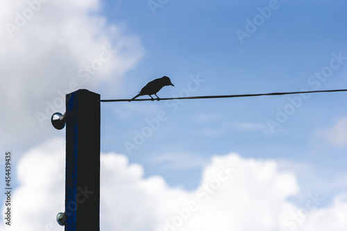 Silhouette of a bird in a wire againts a blue sky © Maria