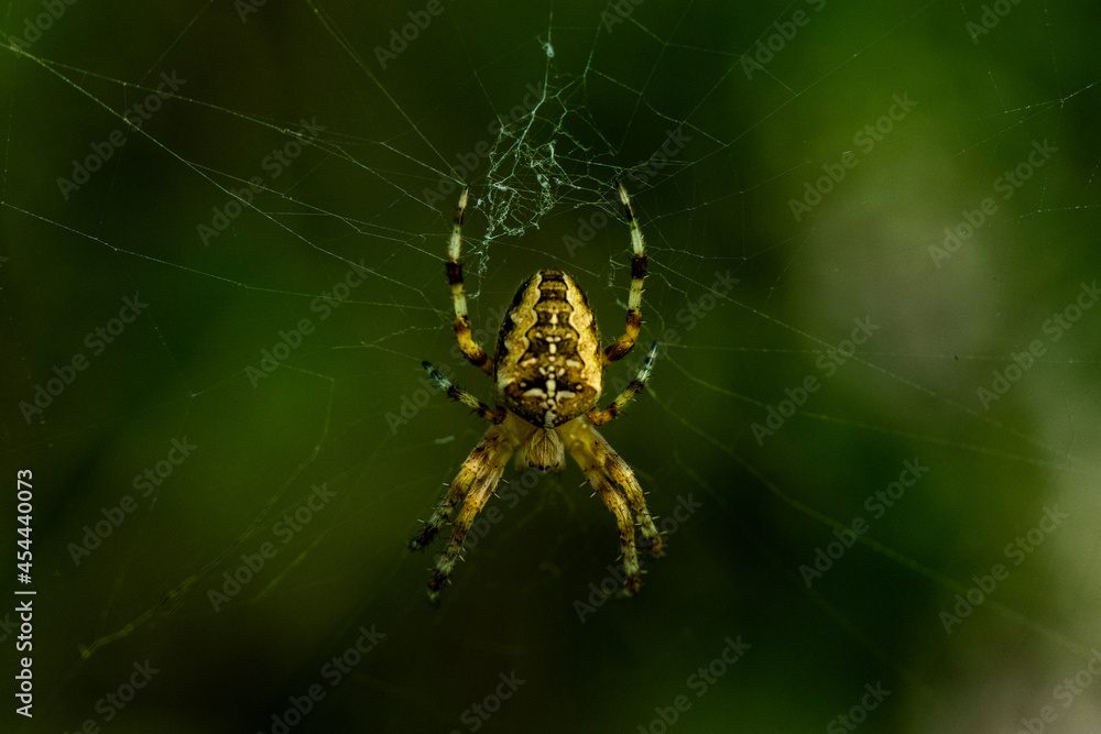 Araña amarilla en su tela de araña. Araneus diadematus. Araña de jardín europea o araña de la cruz. Araña amarilla en su tela de araña. Araneus diadematus. Araña de jardín europea o araña de la cruz.