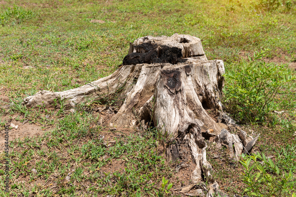 Dry tree stump in the meadow - image with copy space, dead tree. Dry tree stump in the meadow - image with copy space, dead tree.