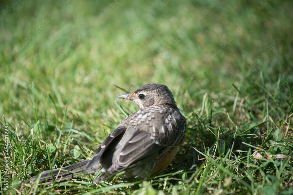 injured juvenile robin on the grass injured juvenile robin on the grass