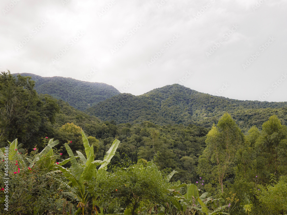 Obraz premium landscape with trees