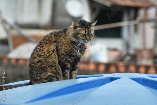 Uma gata chamada Cozinha