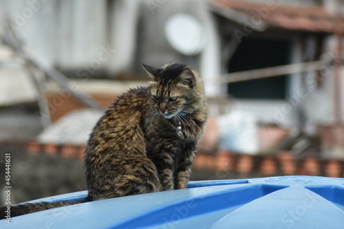 Uma gata chamada Cozinha
