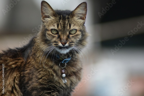 Uma gata chamada Cozinha