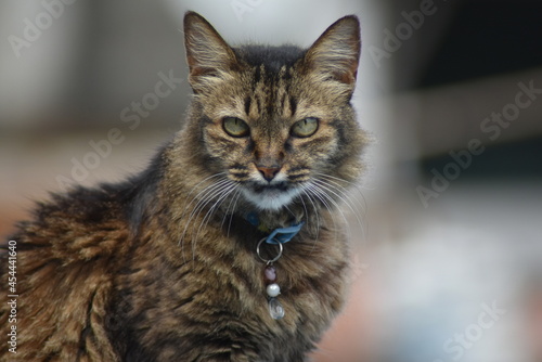 Uma gata chamada Cozinha