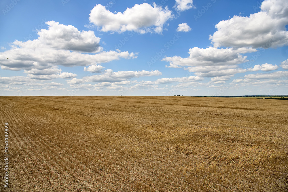Growing grain crops on agricultural fields, farmland. 