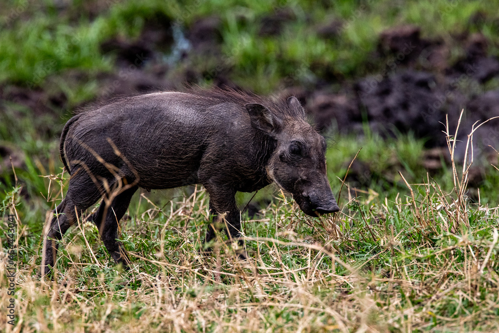 Baby Warthog Portrait near the Mara River in Tanzania. Baby Warthog Portrait near the Mara River in Tanzania.