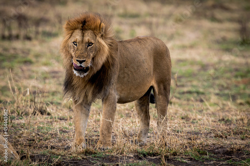 The King of the Beasts on the prowl near the Mara River in Tanzania.