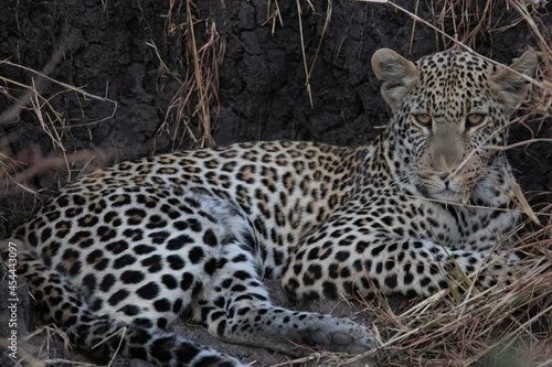 Leopard resting in a dry seasonal streambed near the Grumeti river in Tanzania