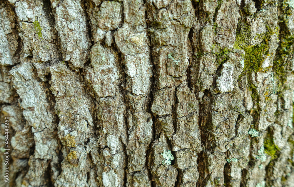 Obraz premium tree texture