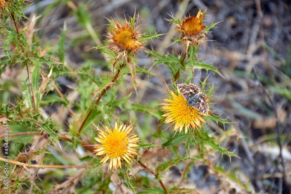 Carlina hispanica, clustered carline, cardo amarillo o cardo lechero a finales del verano Carlina hispanica, clustered carline, cardo amarillo o cardo lechero a finales del verano