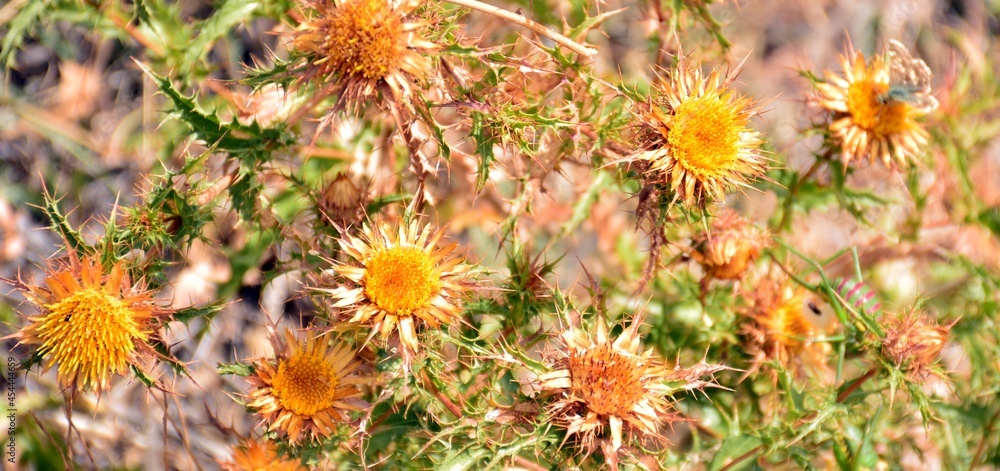 Carlina hispanica, clustered carline, cardo amarillo o cardo lechero a finales del verano Carlina hispanica, clustered carline, cardo amarillo o cardo lechero a finales del verano