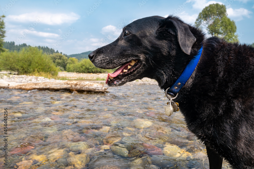 Black labrador retriever dog near a creek and log, playing. Black labrador retriever dog near a creek and log, playing.