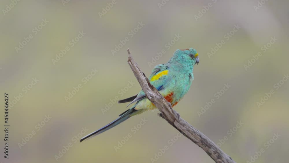 slow motion clip of a mulga parrot shaking water off at gluepot nature reserve in south australia slow motion clip of a mulga parrot shaking water off at gluepot nature reserve in south australia