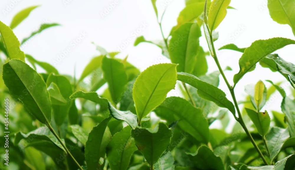 晩夏　お茶の葉　お茶畑風景