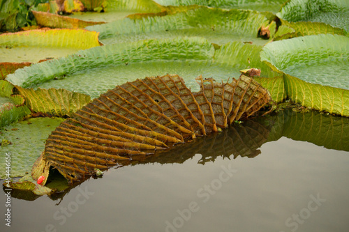 Exotic aquatic flora. Closeup view of Victoria cruziana, also known as Royal Water Lily, large green leaf underside with many nerves, floating in the river. 