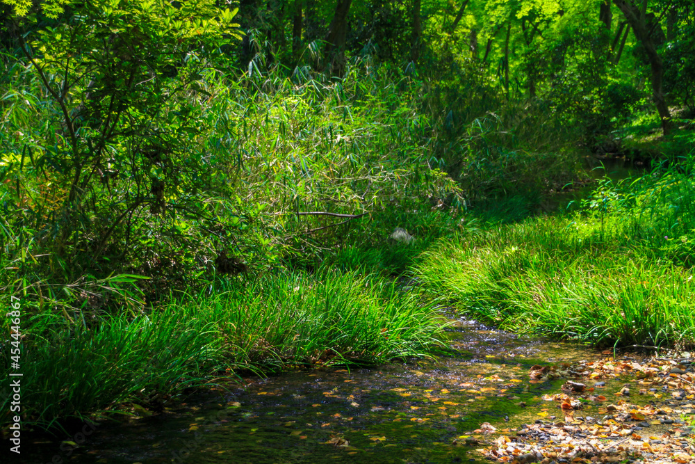 Fototapeta premium 糺の森