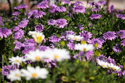 field of flowers