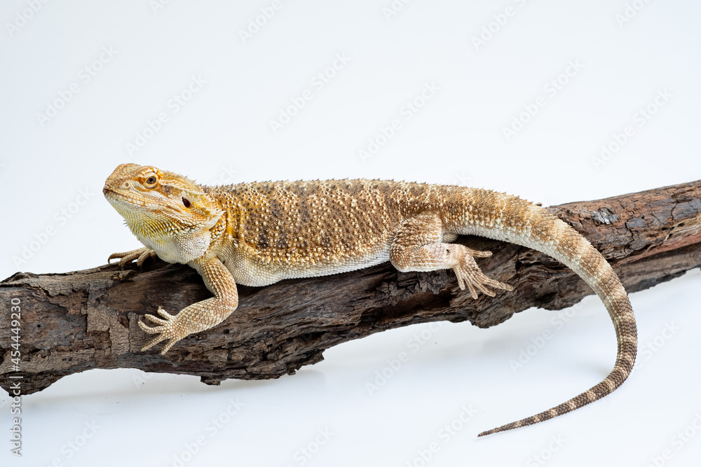Naklejka premium bearded dragon on white background