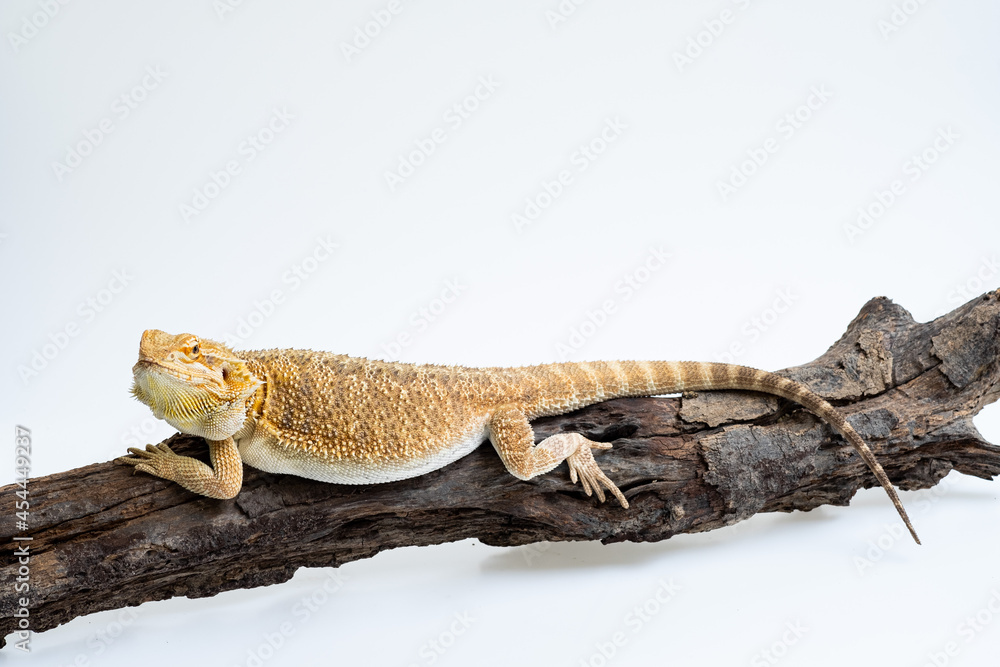 Fototapeta premium bearded dragon on white background