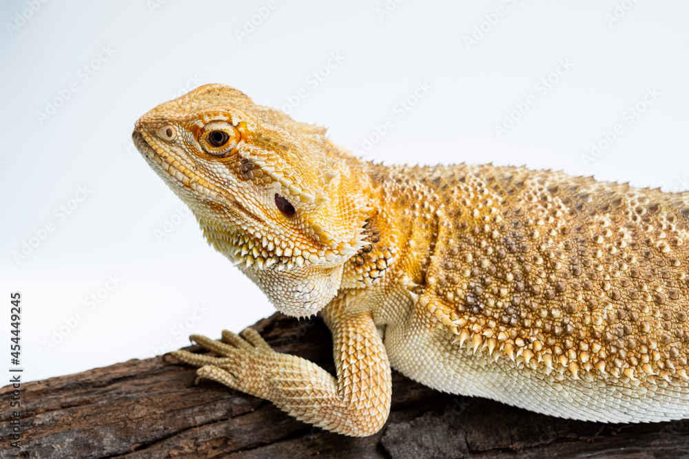 Obraz premium bearded dragon on white background