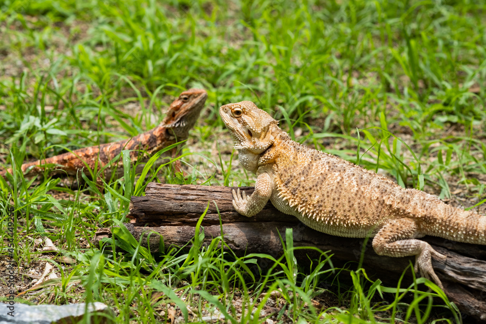 bearded dragon on ground with blur background bearded dragon on ground with blur background
