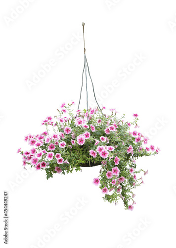 Hanging pot flower bush tree isolated tropical plant with clipping path.