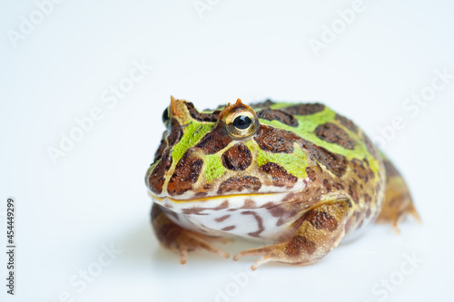 closeup argentine horned frog on white background