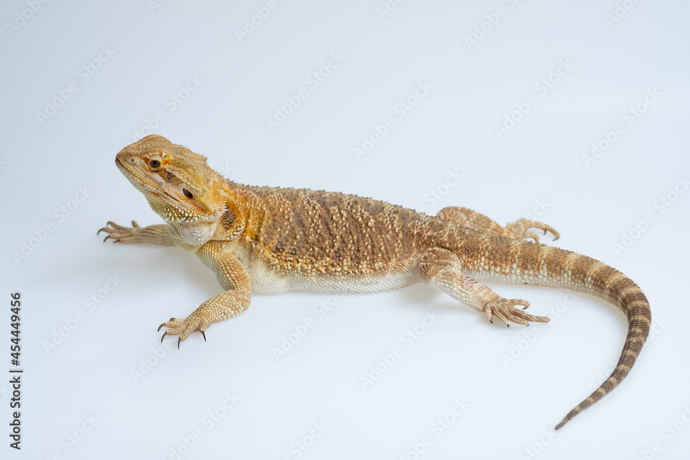 Naklejka premium bearded dragon on white background