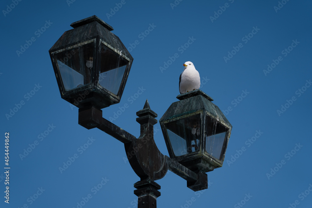 街灯と海鳥