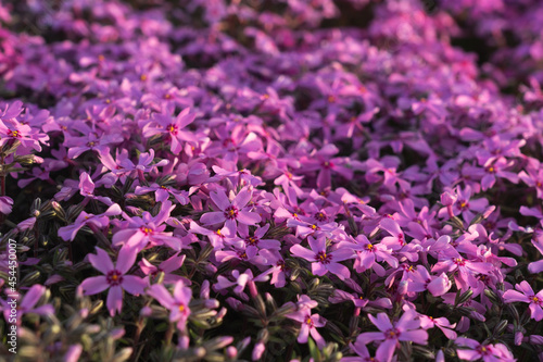 芝桜