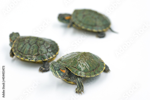 japanese turtle on white background, red-eared slider
