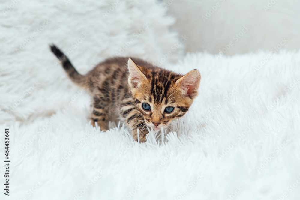 Little bengal kitten on the white fury blanket Little bengal kitten on the white fury blanket