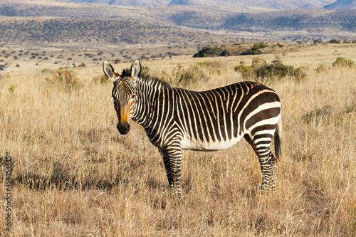 Mountain Zebra National Park  South Africa  Mountain Zebra