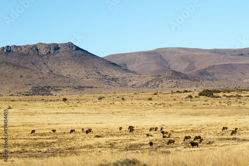 Mountain Zebra National Park  South Africa   a general view of the scenery giving an idea of the topography and veld type