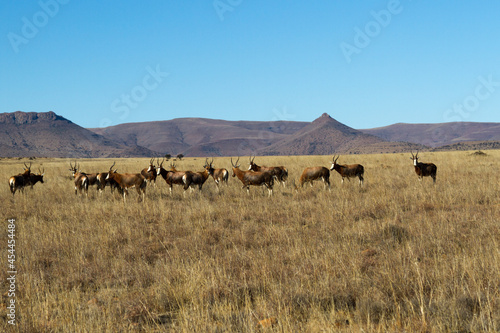 Mountain Zebra National Park, South Africa: herd of Blesbok at Rooiplaat