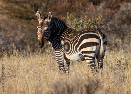 Mountain Zebra National Park  South Africa  Portrait of a Mountain Zebra  Zebra equus  once hunted to near extinction