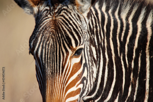 Mountain Zebra National Park  South Africa  Portrait of a Mountain Zebra  Zebra equus  once hunted to near extinction