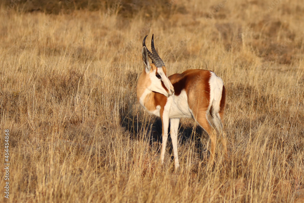 Mountain Zebra National Park, South Africa: Springbok Antidorcas marsupialis Mountain Zebra National Park, South Africa: Springbok Antidorcas marsupialis