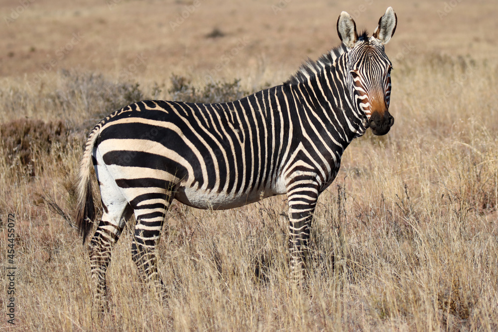 Mountain Zebra National Park, South Africa: zebra foal Mountain Zebra National Park, South Africa: zebra foal