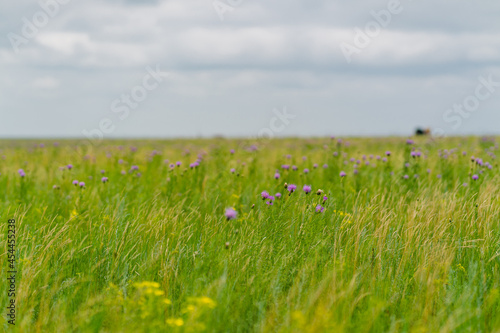 The summer landscape of the grassland in Hulunbuir  Inner Mongolia  China.