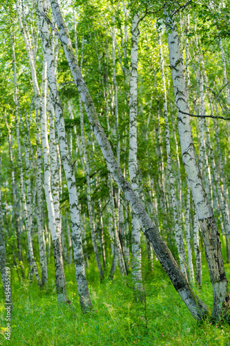 Inside view of a white birch forest during summer time.