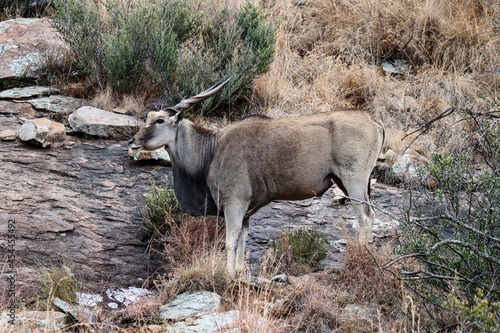Mountain Zebra National Park, South Africa: Eland - Taurotragus oryx