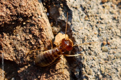 Mountain Zebra National Park, South Africa: Termites at nest