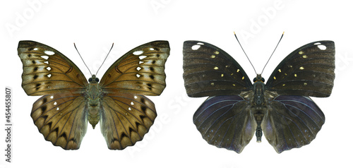 banded marquis (euthalia teuta goodrichi) and blue-spot archduke (lexias albopunctata) exotic and beautiful butterfly in comparison photo