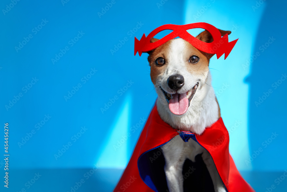 Cute cheerful Jack Russell Terrier in red mask lightning on forehead and superhero cape standing on blue background with tongue sticking out and looking at camera