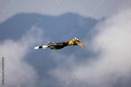 A beautiful giant hornbill flying in the misty nature.