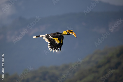 Beautiful Great Hornbill flying in nature